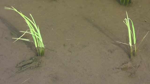 田んぼを泳ぐカブトエビ
