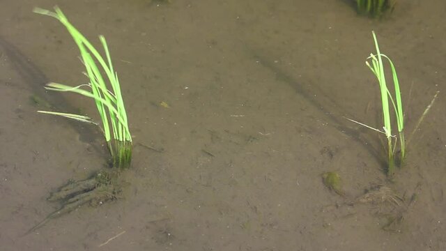 田んぼを泳ぐカブトエビとホウネンエビ
