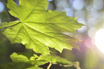green maple leaf