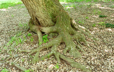 Tree trunk with green moss on the trunk and roots exposed with brown leaves scattered on the ground in winter day in Japan.