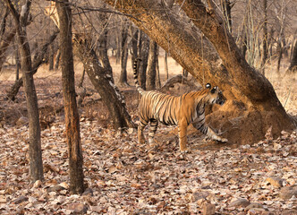 Tiger cub territory marking, Ranthambore Tiger Reserve