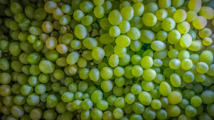 fine fresh organic grapes from farm. organic farming concept, organic food, natural fruits and fine grape wine ingredient. botanically a berry, woody vines of the flowering plant genus Vitis.