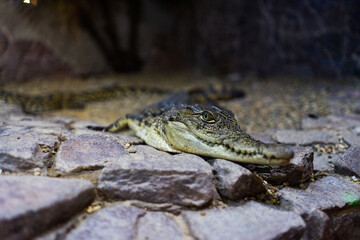 crocodile on rocks