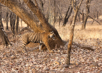 Obraz na płótnie Canvas Tigress Noor cub territory marking, Ranthambore Tiger Reserve