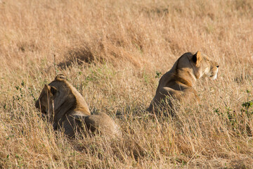 Lionesses relaxing in Serengeti National Park