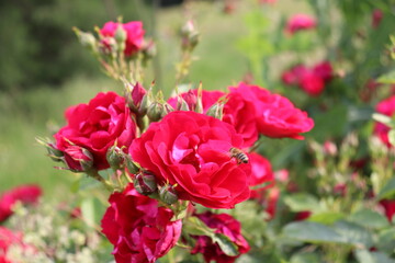 Bee and pink rose in garden