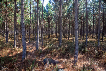 Pine forest in winter in the daytime with light and  shadows