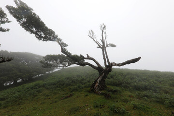 Fototapeta na wymiar The Laurisilva Forest Fanal, Madeira, Portugal, Europe