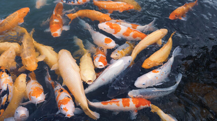 japanese koi fish in pond
