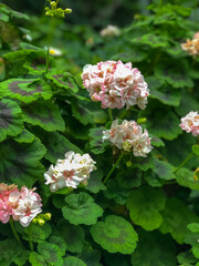Pink flowers in a garden.