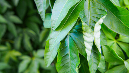 Greenish leaves in the garden.