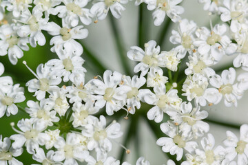 white summer flowers.