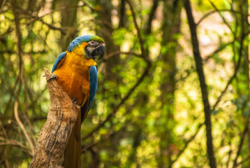 Blue-and-yellow macaw (Ara ararauna) in Brazil