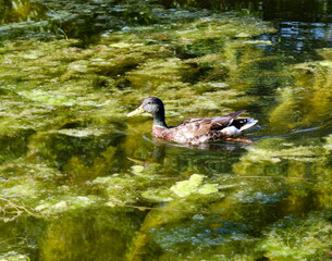 Male mallard  duck floating on top of the algae covered waters of the Rideau Canal on sunny summer day