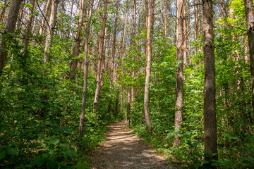 Fototapeta premium Nationalpark Hainich in Thüringen
