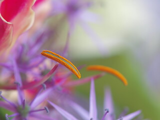 Small close-up purple and orange flower blurred macro shot