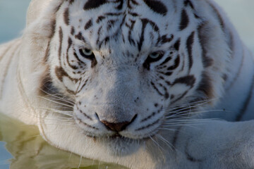 Portrait of a white tiger