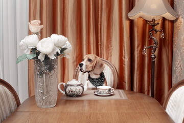 beagle dog sits at a table and drinks tea