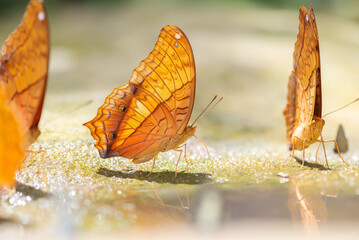 Closed wing butterfly images and Butterfly of Thailand.