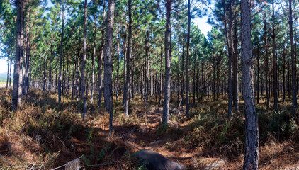 Pine forest in winter in the daytime with light and  shadows