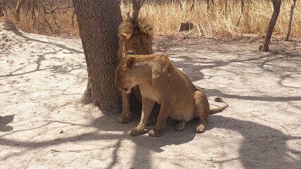 lions © Paulina