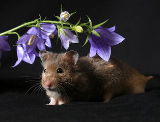 Close-up of a cute brown hamster and blue flowers bluebells