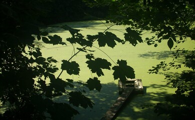 grüner Teich