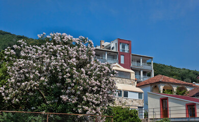 Fototapeta na wymiar Large flower beds at home. Montenegro, Budva