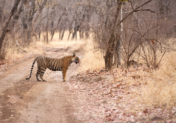 Fototapeta premium Tigress cub Noor standing in the mid of road, Ranthambore Tiger Reserve