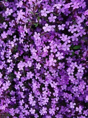 purple flowers background