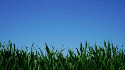 Grass-rand, blauer Himmel
