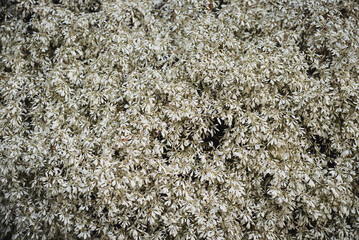 euphorbia leucocephala white flower pattern in nature