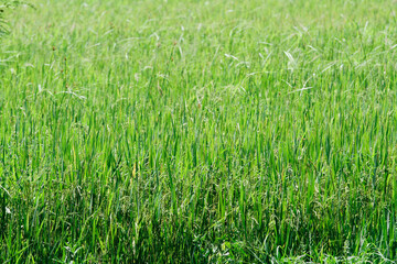 The green rice field garden for nature pattern