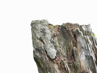 Wood log isolated on a white background. Deforestation concept.