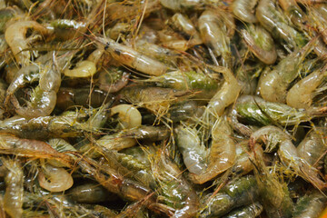 Shrimps background. Palaemon elegans european rockpool shrimp. Fresh prawn. Seafood background.