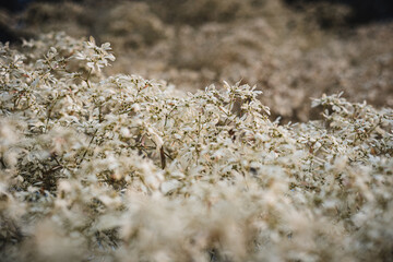 euphorbia leucocephala white flower pattern in nature