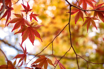 Autumn Japanese maple tree background with copyspace　紅葉したもみじの背景 コピースペース