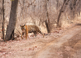 Fototapeta na wymiar Tigress Noor cub in the jungle of Ranthambore Tiger Reserve