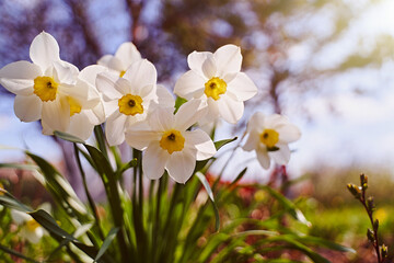 Obraz premium Beautiful white daffodils flowers natural blurred background. Close-up.