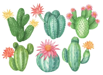 Küchenrückwand Plexiglas Kaktus Kakteenset mit Blumen