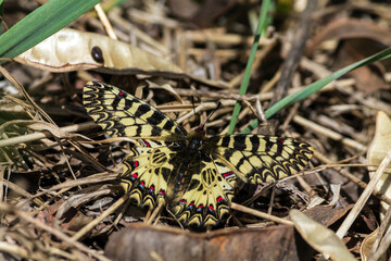 butterfly on the ground