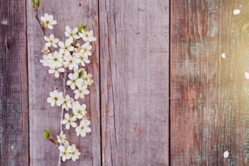 The branch of cherry blossom with flowers lays on a wooden board