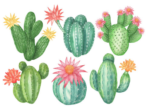 Set of cacti with flowers