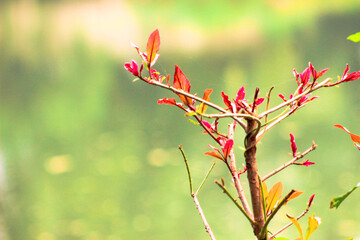 Red bud leaf. when the leaves are young they turn red and after that turn green, Young red rose leaves in the sunlight