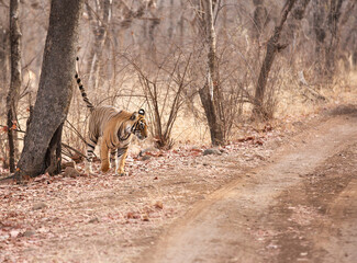 Tigress Noor cub marking territory, Ranthambore Tiger Reserve