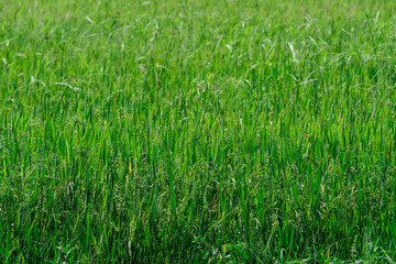 The green rice field garden for nature pattern