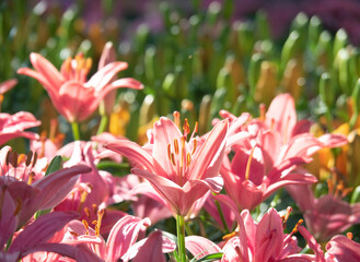 Close up fresh pink Lily flowers in garden, clearly see stamen and pollen.