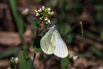 butterfly on a flower