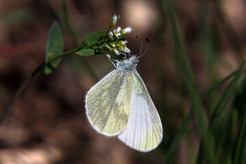 butterfly on a flower