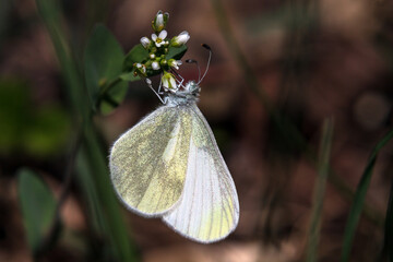 butterfly on a flower